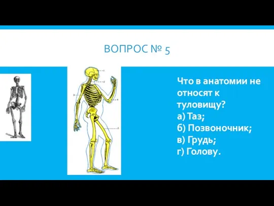 ВОПРОС № 5 Что в анатомии не относят к туловищу? а)