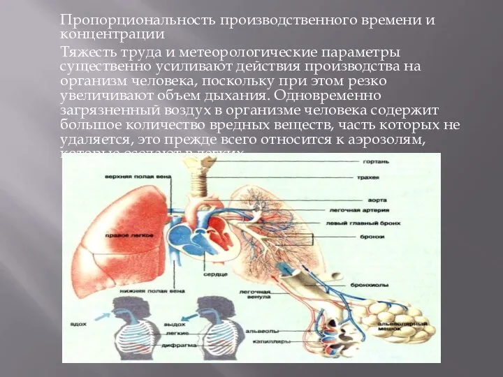 Пропорциональность производственного времени и концентрации Тяжесть труда и метеорологические параметры существенно