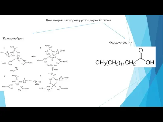 Кальмодулин контролируется двумя белками Кальцинейрин Фосфомиристин