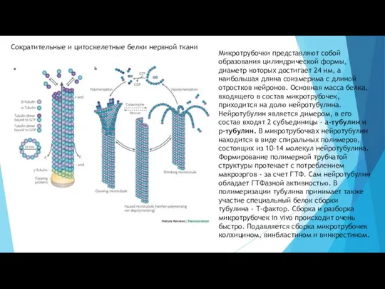 Сократительные и цитоскелетные белки нервной ткани Микротрубочки представляют собой образования цилиндрической