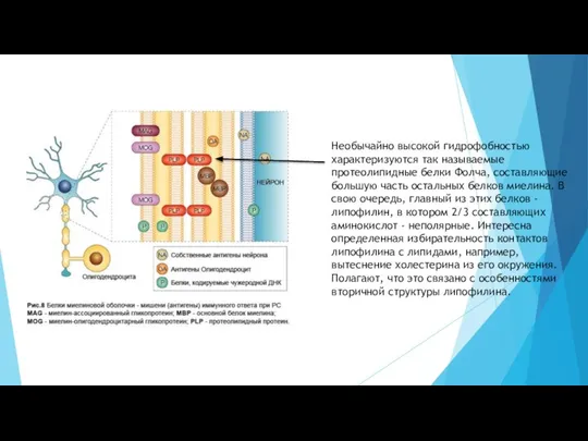 Необычайно высокой гидрофобностью характеризуются так называемые протеолипидные белки Фолча, составляющие большую