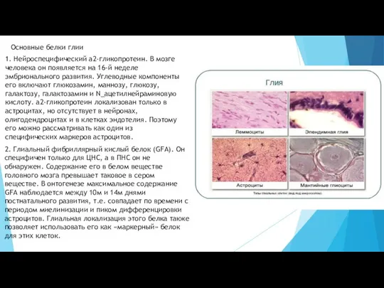 Основные белки глии 1. Нейроспецифический а2-гликопротеин. В мозге человека он появляется