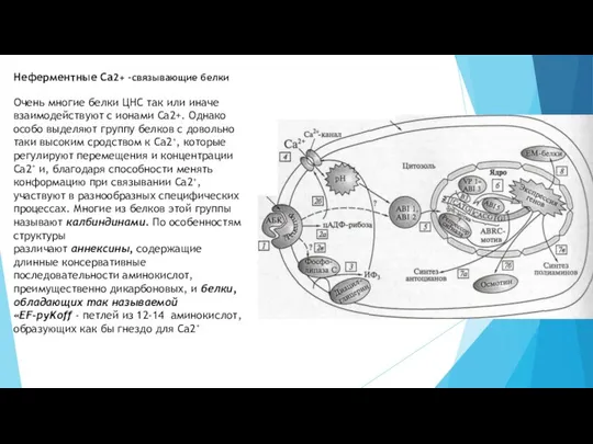 Неферментные Ca2+ -связывающие белки Очень многие белки ЦНС так или иначе