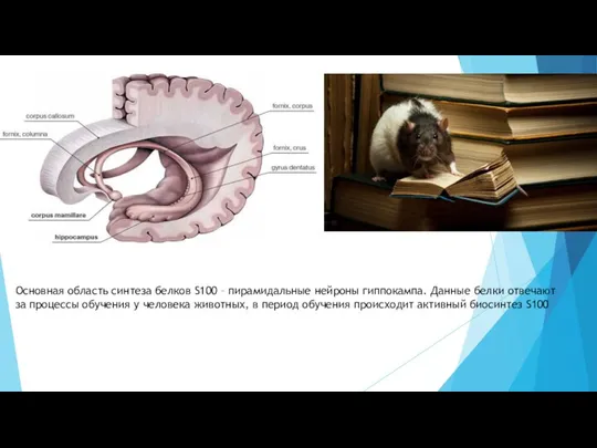 Основная область синтеза белков S100 – пирамидальные нейроны гиппокампа. Данные белки