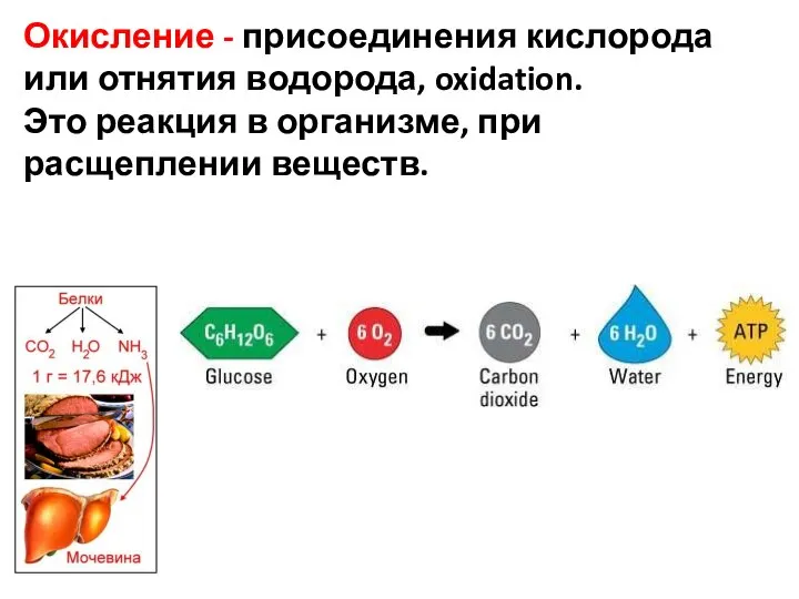 Окисление - присоединения кислорода или отнятия водорода, oxidation. Это реакция в организме, при расщеплении веществ.