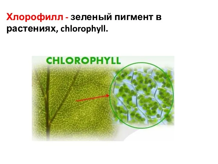 Хлорофилл - зеленый пигмент в растениях, chlorophyll.