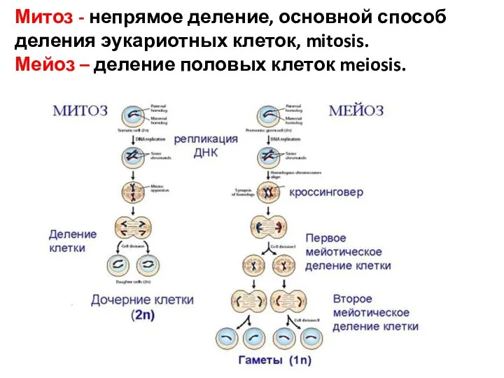 Митоз - непрямое деление, основной способ деления эукариотных клеток, mitosis. Мейоз – деление половых клеток meiosis.