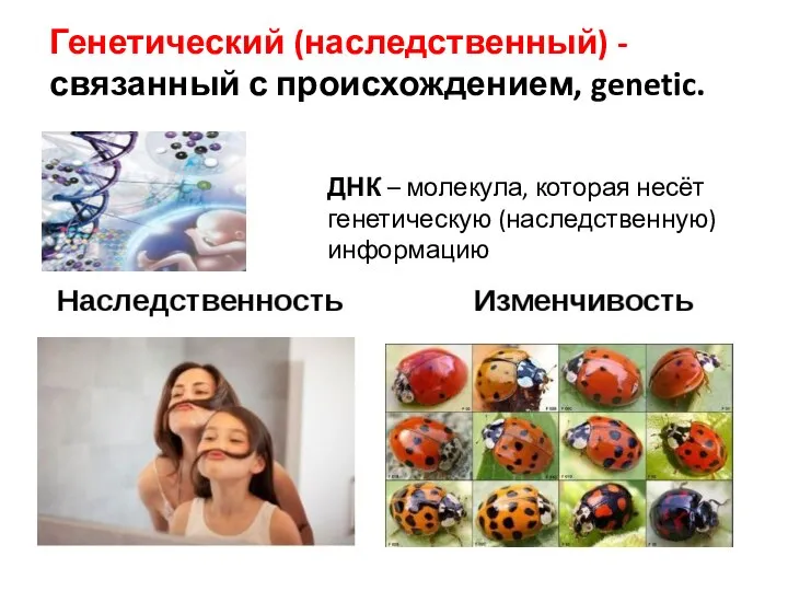 Генетический (наследственный) - связанный с происхождением, genetic. ДНК – молекула, которая несёт генетическую (наследственную) информацию