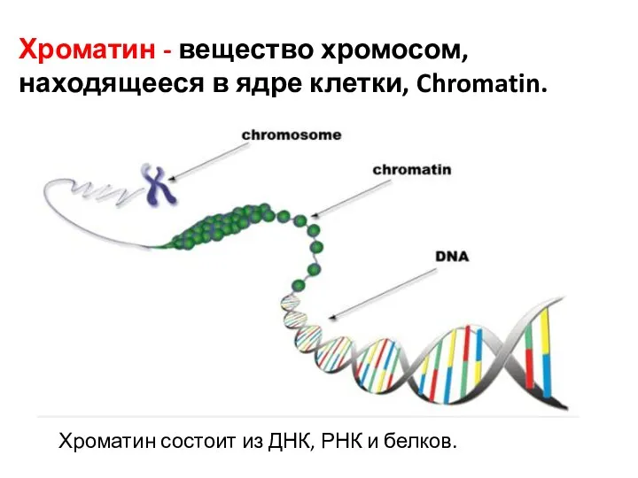 Хроматин - вещество хромосом, находящееся в ядре клетки, Chromatin. Хроматин состоит из ДНК, РНК и белков.