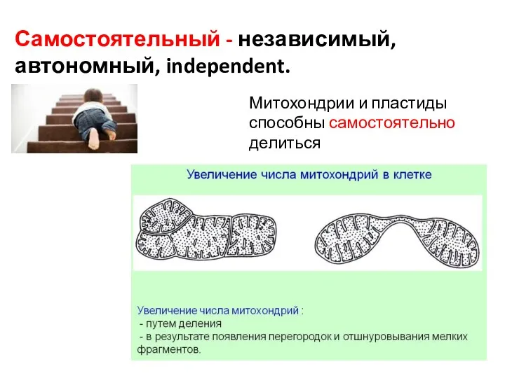 Самостоятельный - независимый, автономный, independent. Митохондрии и пластиды способны самостоятельно делиться