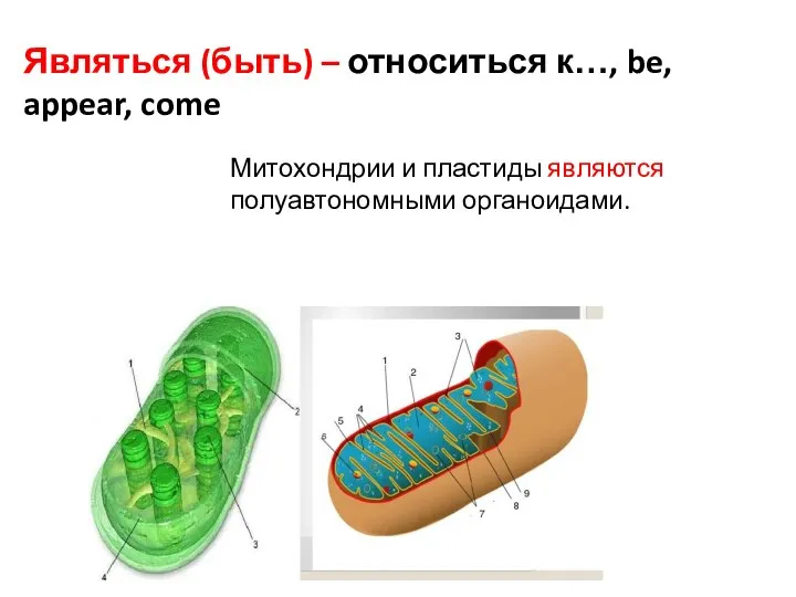 Являться (быть) – относиться к…, be, appear, come Митохондрии и пластиды являются полуавтономными органоидами.