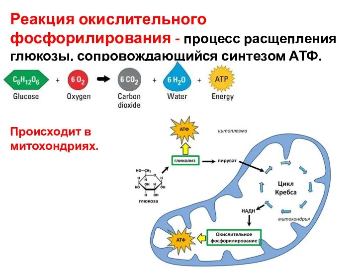 Реакция окислительного фосфорилирования - процесс расщепления глюкозы, сопровождающийся синтезом АТФ. Происходит в митохондриях.