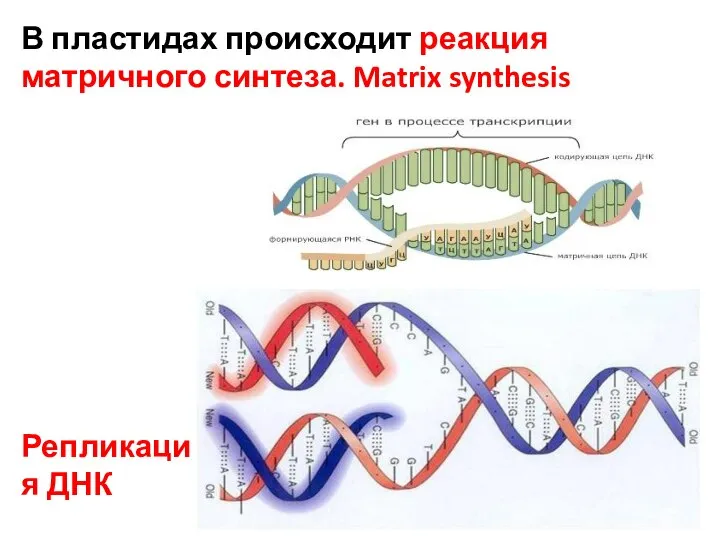 В пластидах происходит реакция матричного синтеза. Matrix synthesis Репликация ДНК