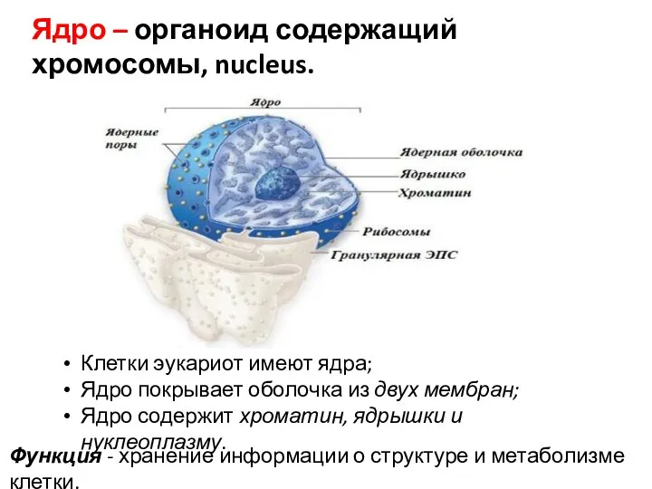 Ядро – органоид содержащий хромосомы, nucleus. Клетки эукариот имеют ядра; Ядро