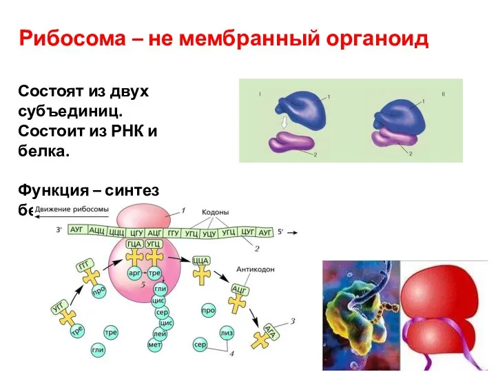 Рибосома – не мембранный органоид Состоят из двух субъединиц. Состоит из