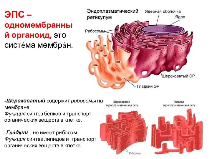 ЭПС – одномембранный органоид, это систéма мембрáн. -Шероховатый содержит рибосомы на