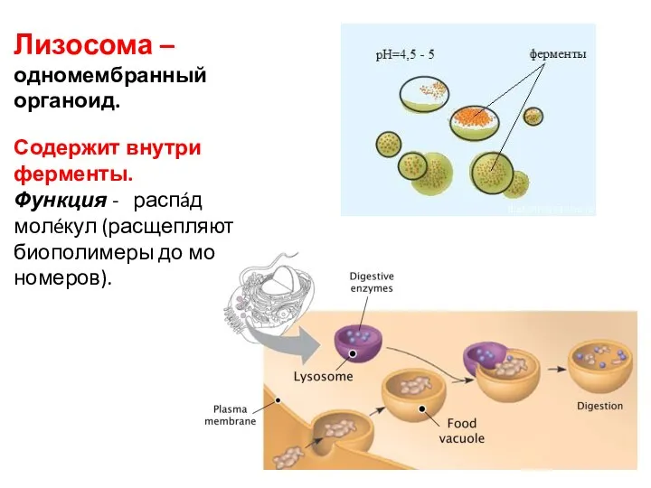 Лизосома – одномембранный органоид. Содержит внутри ферменты. Функция - распáд молéкул (рас­щеп­ля­ют био­по­ли­ме­ры до мо­но­ме­ров).