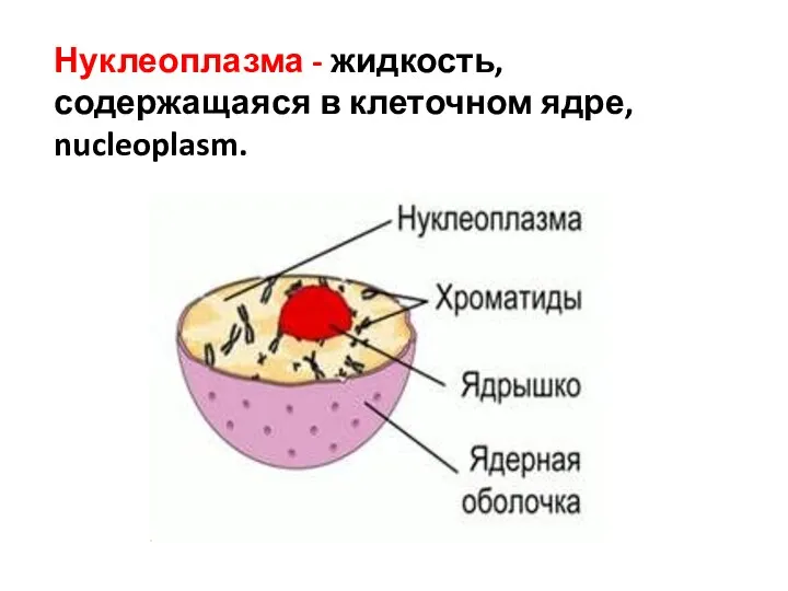 Нуклеоплазма - жидкость, содержащаяся в клеточном ядре, nucleoplasm.