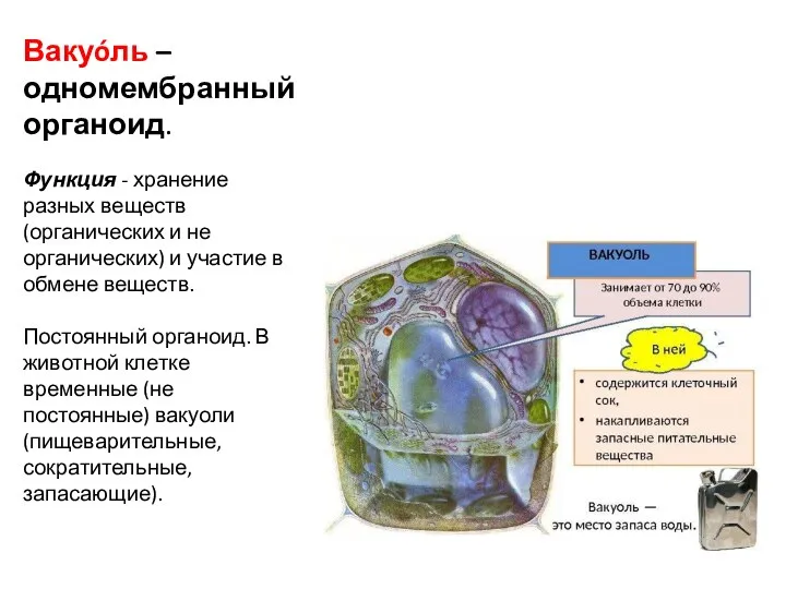 Вакуóль – одномембранный органоид. Функция - хранение разных веществ (органических и