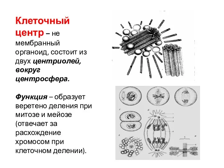 Клеточный центр – не мембранный органоид, состоит из двух центриолей, вокруг