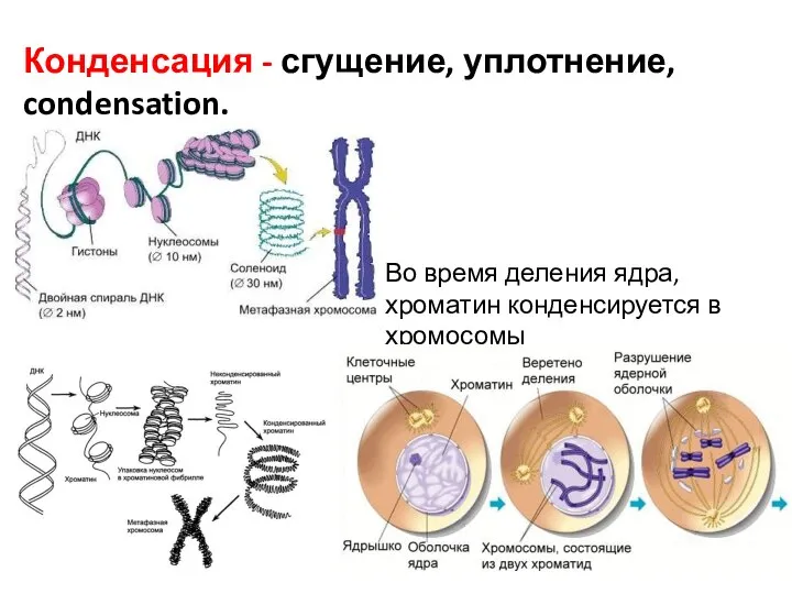 Конденсация - сгущение, уплотнение, condensation. Во время деления ядра, хроматин конденсируется в хромосомы