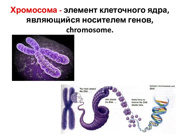 Хромосома - элемент клеточного ядра, являющийся носителем генов, chromosome.