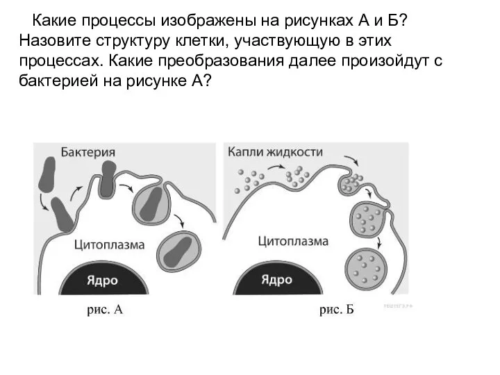 Какие процессы изображены на рисунках А и Б? Назовите структуру клетки,