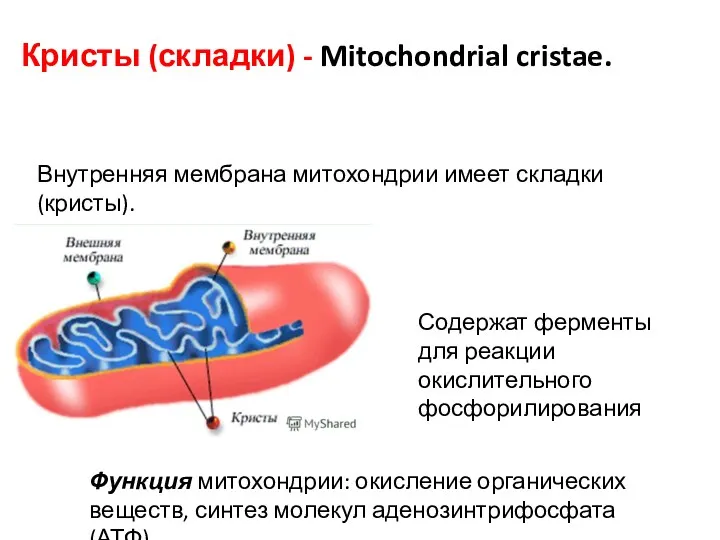 Кристы (складки) - Mitochondrial cristae. Внутренняя мембрана митохондрии имеет складки (кристы).