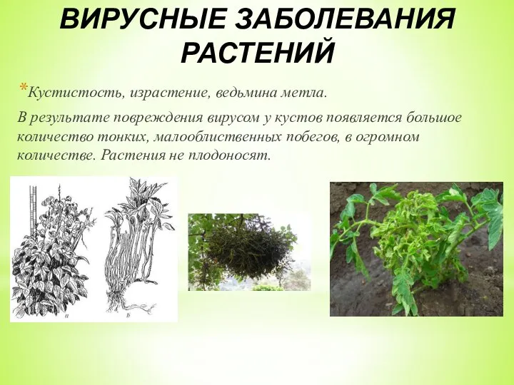 ВИРУСНЫЕ ЗАБОЛЕВАНИЯ РАСТЕНИЙ Кустистость, израстение, ведьмина метла. В результате повреждения вирусом