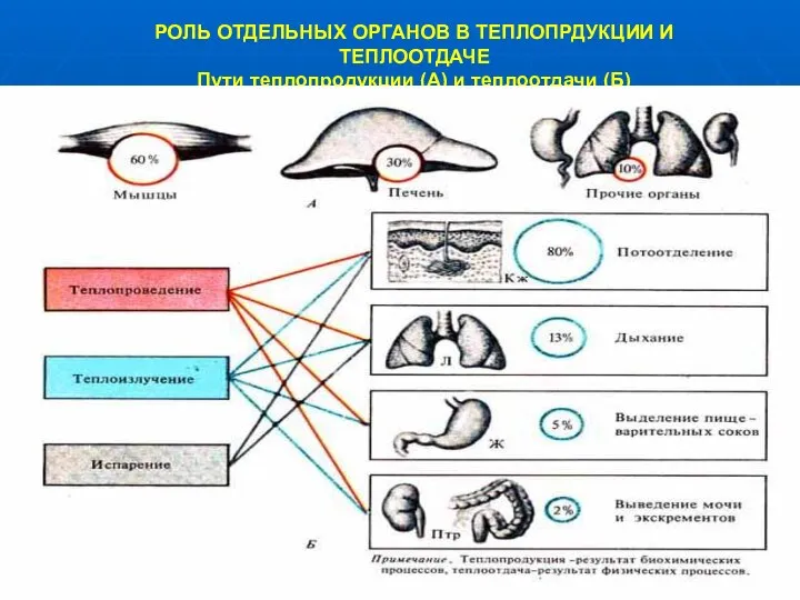 РОЛЬ ОТДЕЛЬНЫХ ОРГАНОВ В ТЕПЛОПРДУКЦИИ И ТЕПЛООТДАЧЕ Пути теплопродукции (А) и теплоотдачи (Б)