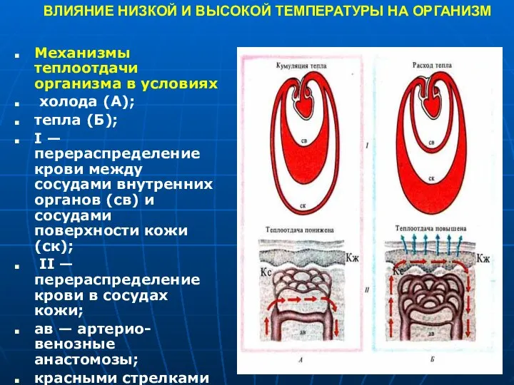 ВЛИЯНИЕ НИЗКОЙ И ВЫСОКОЙ ТЕМПЕРАТУРЫ НА ОРГАНИЗМ Механизмы теплоотдачи организма в