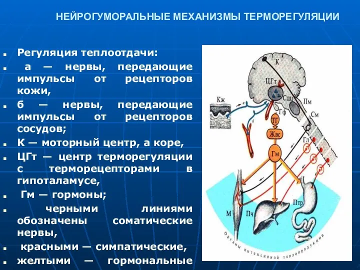 НЕЙРОГУМОРАЛЬНЫЕ МЕХАНИЗМЫ ТЕРМОРЕГУЛЯЦИИ Регуляция теплоотдачи: а — нервы, передающие импульсы от