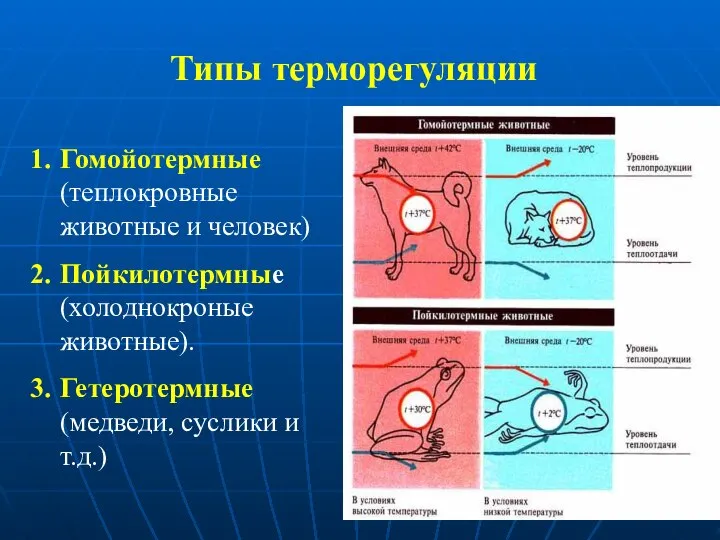 Гомойотермные (теплокровные животные и человек) Пойкилотермные (холоднокроные животные). Гетеротермные (медведи, суслики и т.д.) Типы терморегуляции