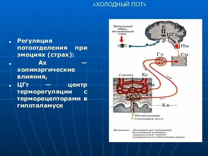 «ХОЛОДНЫЙ ПОТ» Регуляция потоотделения при эмоциях (страх): Ах — холинэргические влияния,