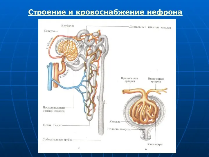 Строение и кровоснабжение нефрона