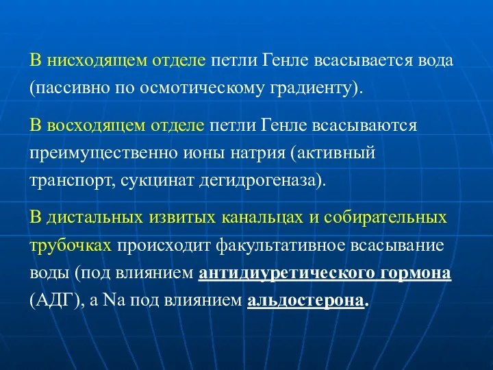 В нисходящем отделе петли Генле всасывается вода (пассивно по осмотическому градиенту).