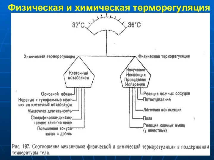 Физическая и химическая терморегуляция