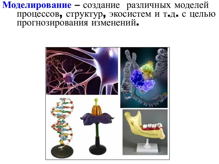 Моделирование – создание различных моделей процессов, структур, экосистем и т.д. с целью прогнозирования изменений.