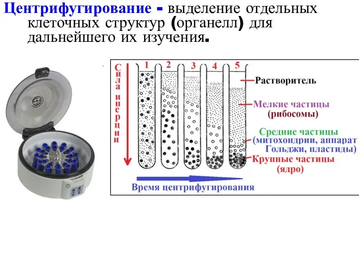 Центрифугирование - выделение отдельных клеточных структур (органелл) для дальнейшего их изучения.