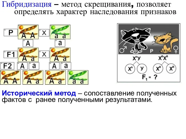 Гибридизация – метод скрещивания, позволяет определять характер наследования признаков Исторический метод