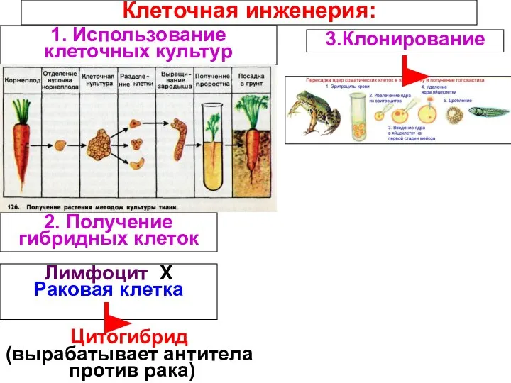 Клеточная инженерия: 1. Использование клеточных культур 2. Получение гибридных клеток 3.Клонирование