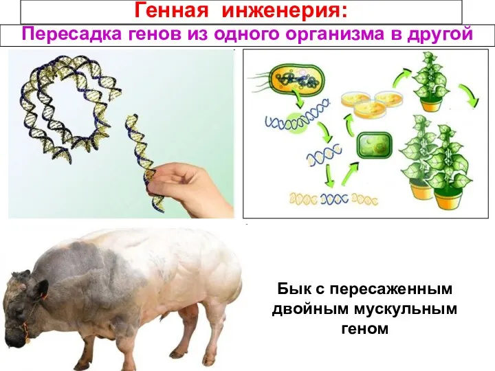 Генная инженерия: Пересадка генов из одного организма в другой Бык с пересаженным двойным мускульным геном