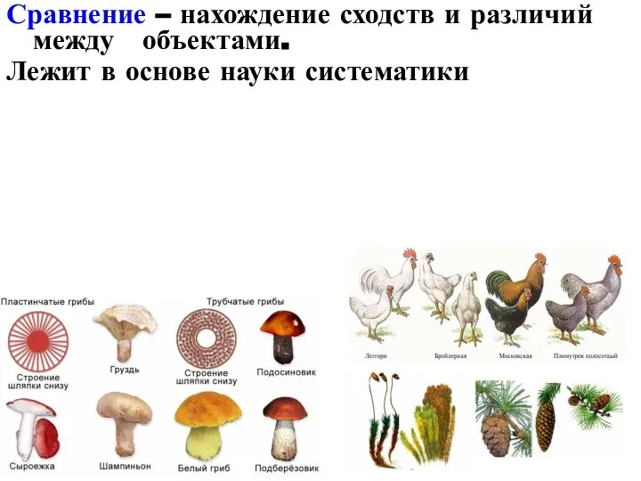 Сравнение – нахождение сходств и различий между объектами. Лежит в основе науки систематики