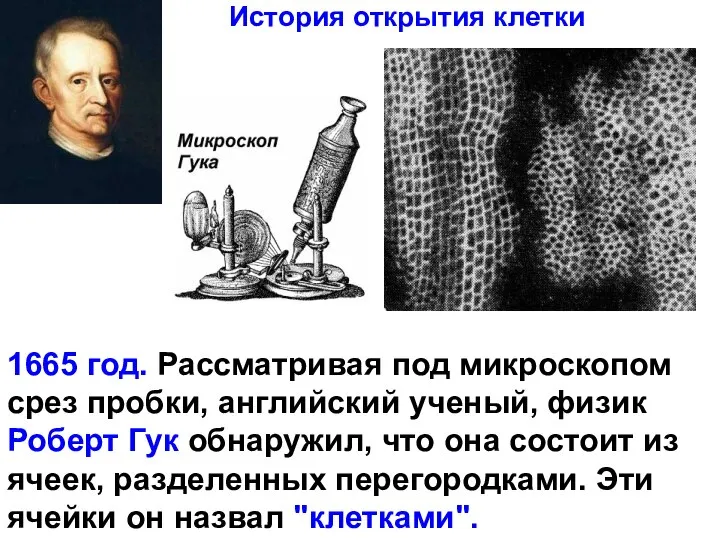 1665 год. Рассматривая под микроскопом срез пробки, английский ученый, физик Роберт