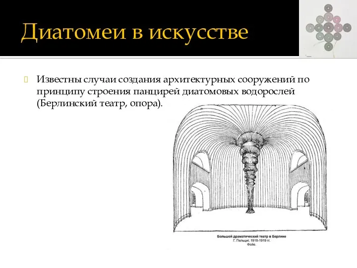 Диатомеи в искусстве Известны случаи создания архитектурных сооружений по принципу строения