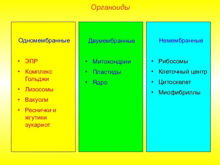 Органоиды Одномембранные ЭПР Комплекс Гольджи Лизосомы Вакуоли Реснички и жгутики эукариот