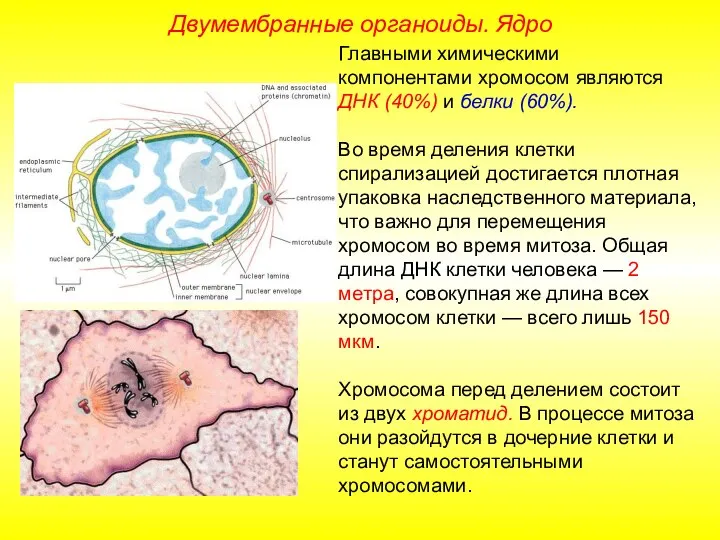 Главными химическими компонентами хромосом являются ДНК (40%) и белки (60%). Во