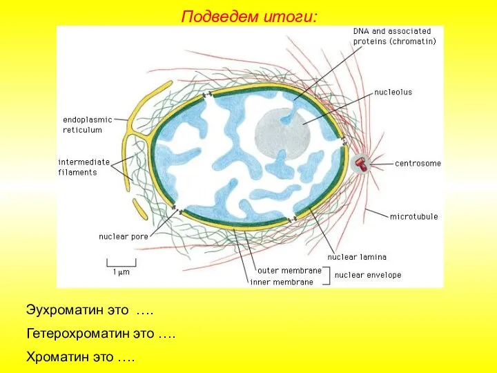 Подведем итоги: Эухроматин это …. Гетерохроматин это …. Хроматин это ….