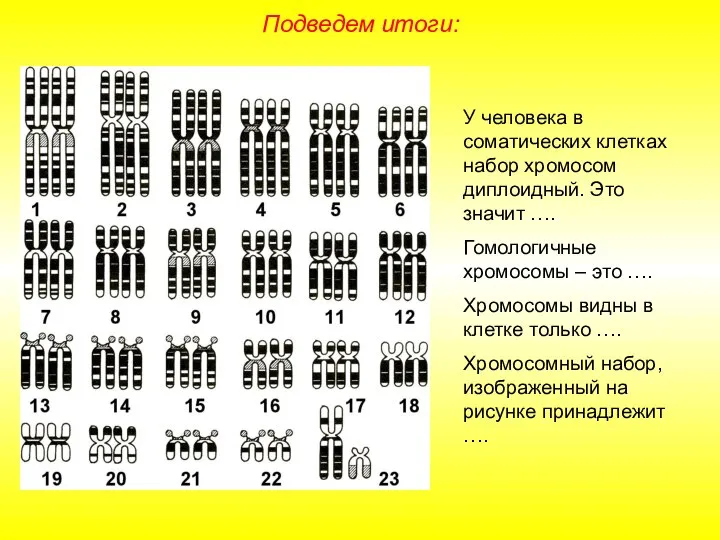 Подведем итоги: У человека в соматических клетках набор хромосом диплоидный. Это