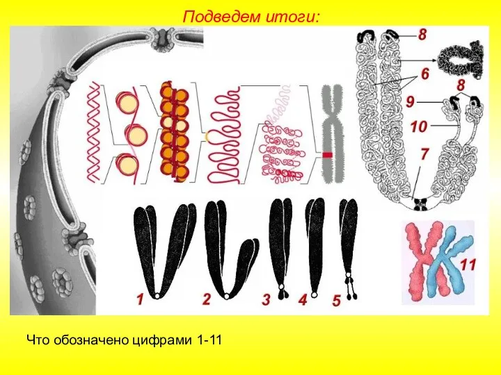 Что обозначено цифрами 1-11 Подведем итоги: